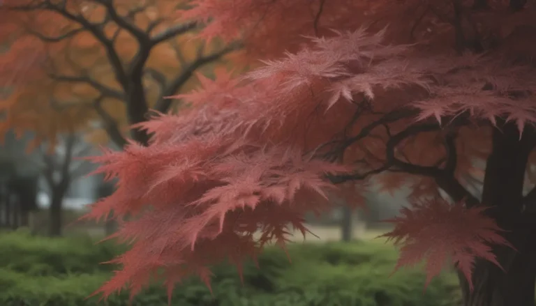 Everything You Need to Know About Growing and Caring for Japanese Maple Trees