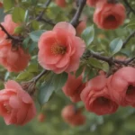 Ultimate Guide to Growing and Caring for Japanese Quince