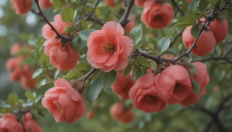 Ultimate Guide to Growing and Caring for Japanese Quince