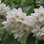 How to Grow and Care For Japanese Snowbell (Styrax japonicus)