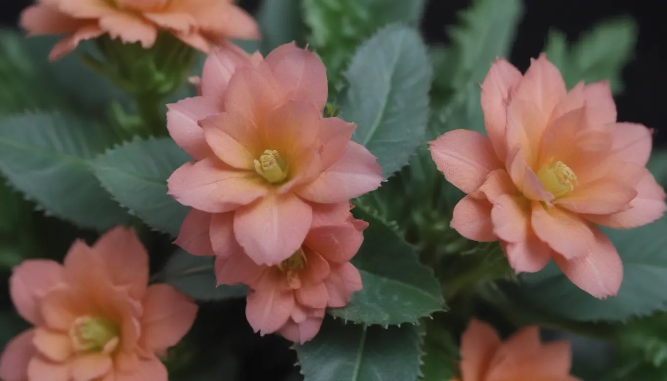 The Ultimate Guide to Growing and Caring for Kalanchoe Thyrsiflora