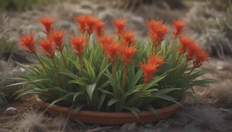 The Ultimate Guide to Growing and Caring for Kangaroo Paw Plants