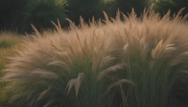 Everything You Need to Know About Growing Karl Foerster Feather Reed Grass in Your Yard