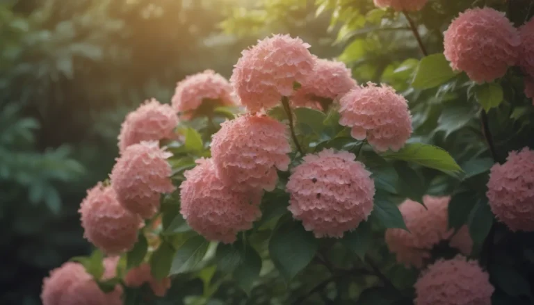 How to Grow, Care for, and Enjoy Korean Spice Viburnum