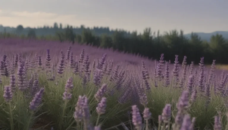 Everything You Need to Know About Growing Lavender Cotton