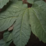 Everything You Need to Know About Leaf Spot and How to Treat It