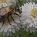 Why Leaf-Cutter Bees Are Essential Pollinators to Invite into Your Garden