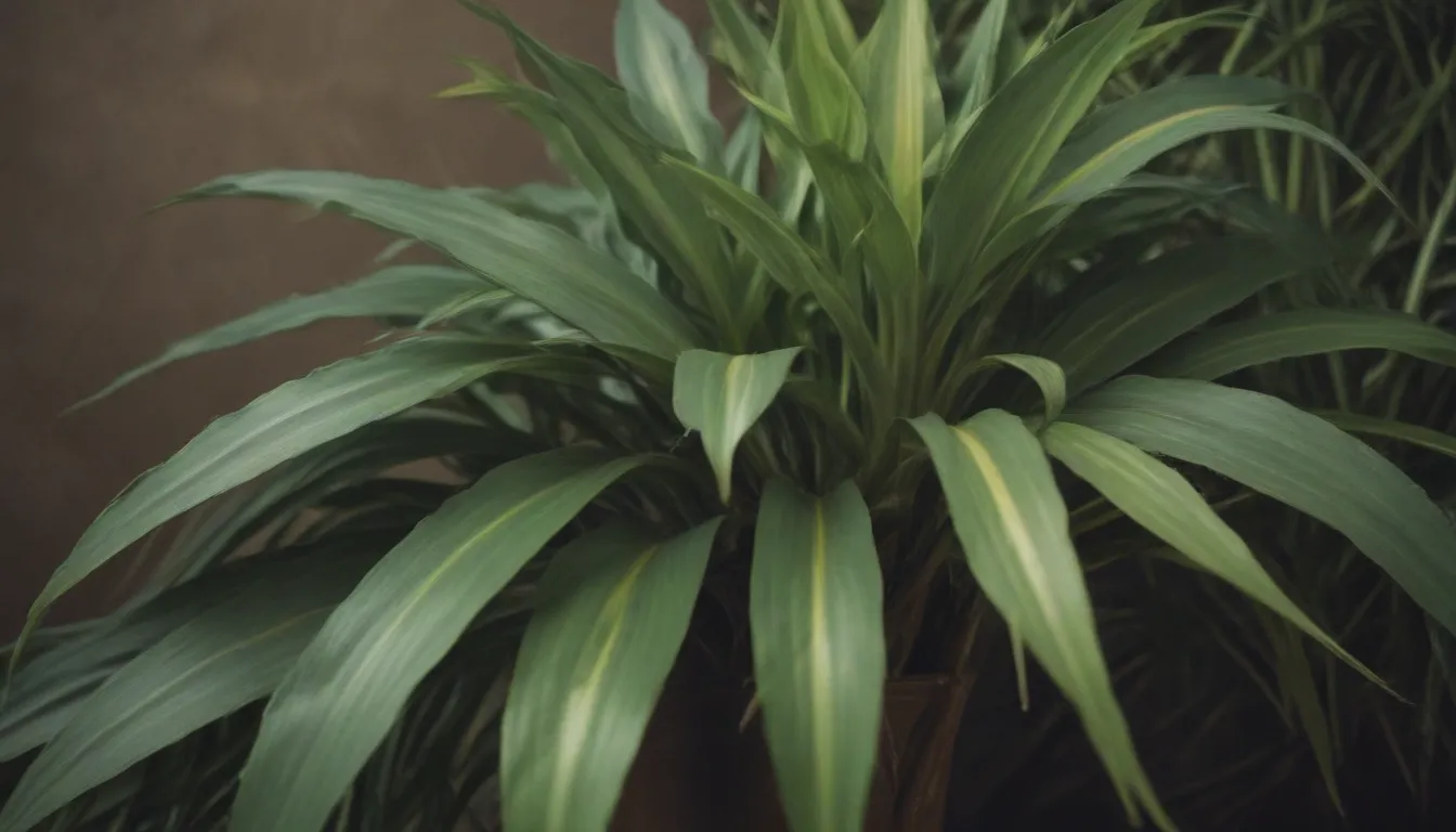 How to Care for Lemon Lime Dracaena: A Complete Guide