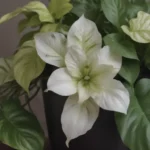 The Lemon Meringue Pothos: Your Ultimate Guide on Growing and Caring for This Stunning Houseplant