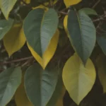 Everything You Need to Know About Yellow Lemon Tree Leaves