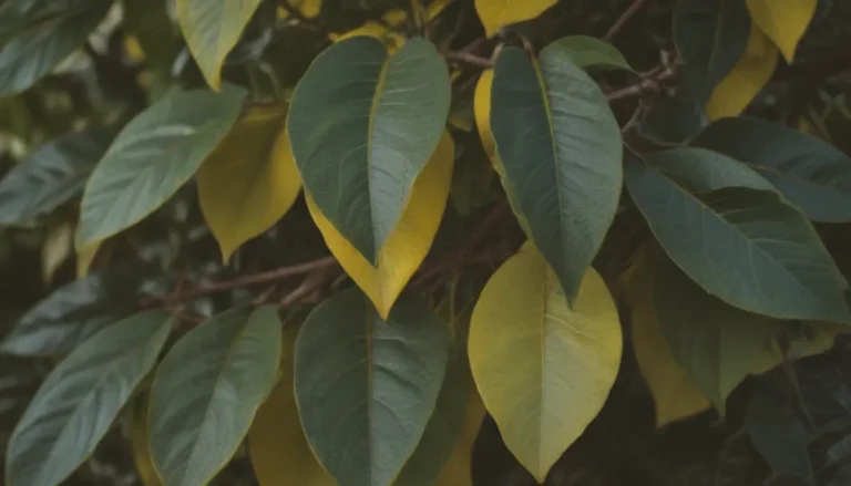 Everything You Need to Know About Yellow Lemon Tree Leaves