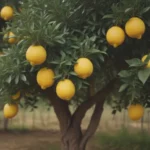 The Ultimate Guide to Growing and Caring for Lemon Trees