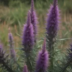 Ultimate Guide: How to Grow and Care for Liatris (Blazing Star)