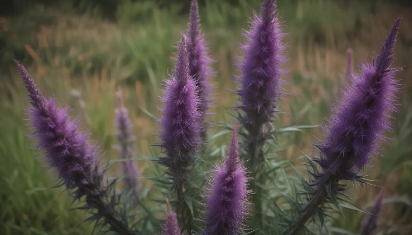 Ultimate Guide: How to Grow and Care for Liatris (Blazing Star)