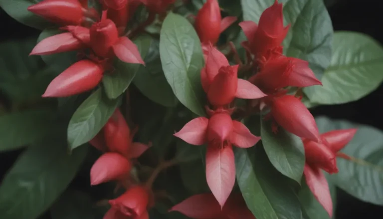 Everything You Need to Know About Growing and Caring for Lipstick Plant