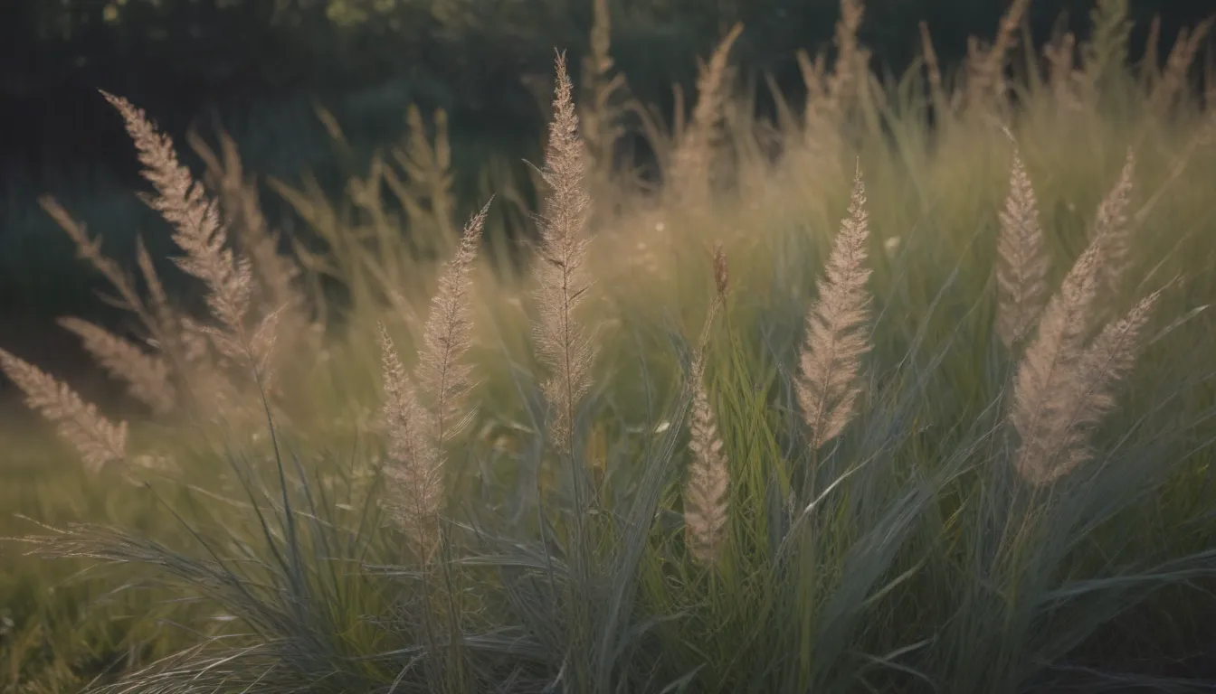 How to Grow, Care for, and Enjoy Little Bluestem Grass