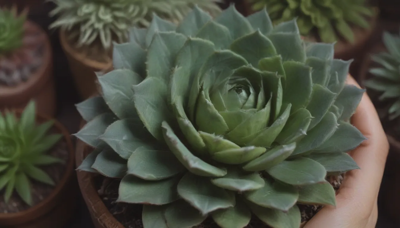 Choosing Low-Light Succulents: A Comprehensive Guide