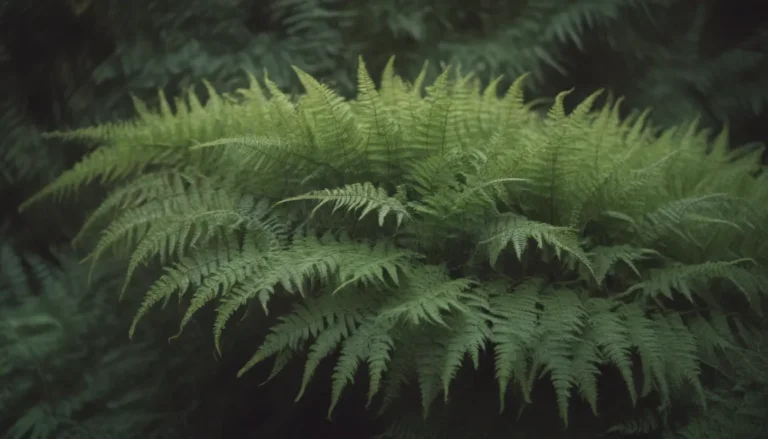 The Ultimate Guide to Growing and Caring for Macho Ferns