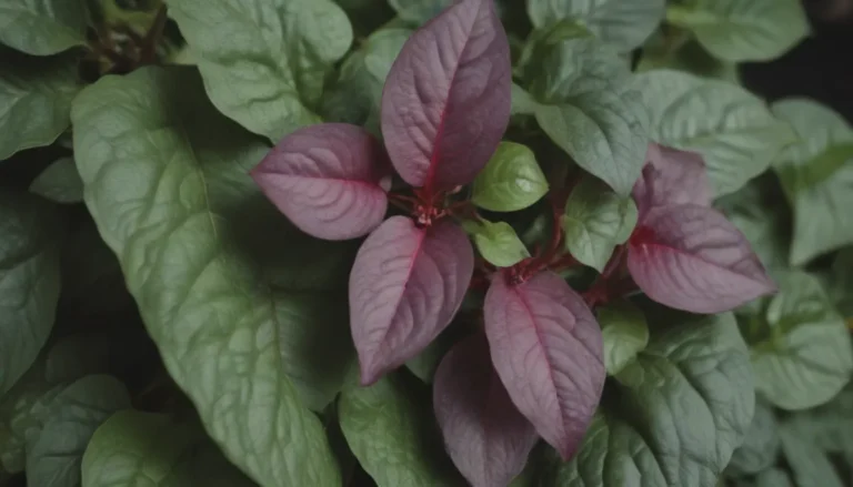 A Comprehensive Guide to Growing and Caring for Malabar Spinach