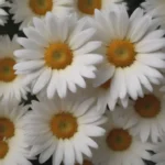 Everything You Need to Know About Growing and Caring for Marguerite Daisies