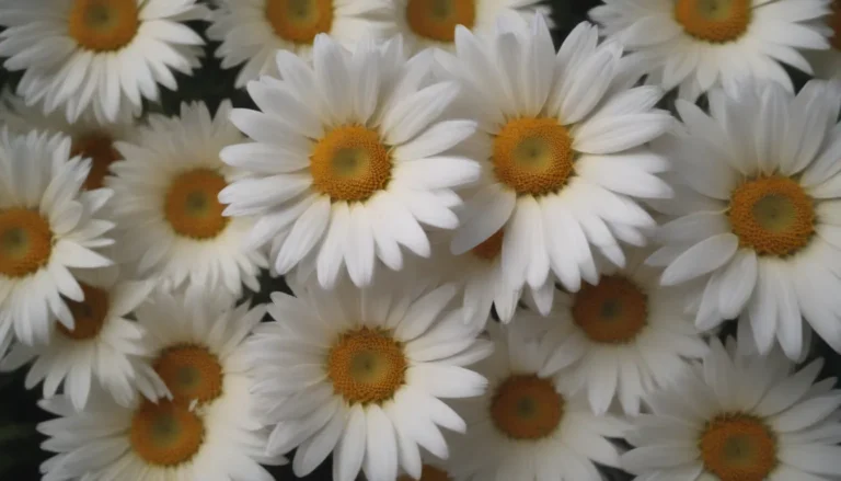 Everything You Need to Know About Growing and Caring for Marguerite Daisies