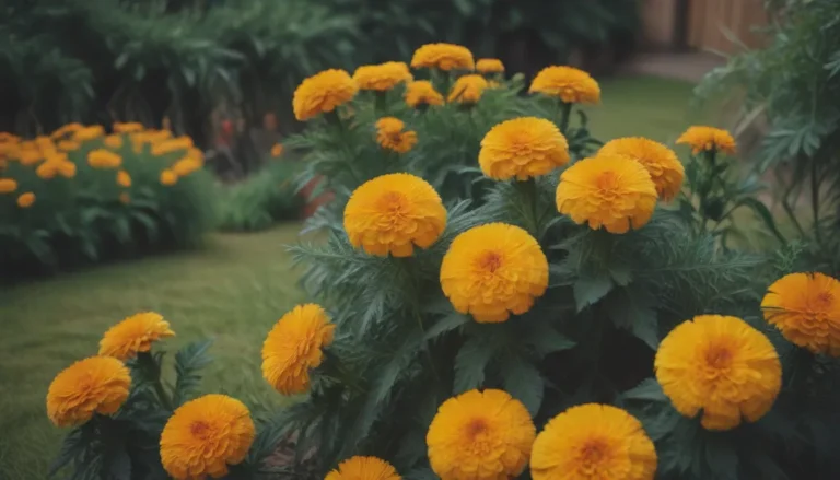 The Ultimate Guide to Companion Plants for Marigolds to Enhance Your Garden’s Health and Beauty