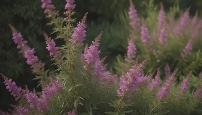 The Ultimate Guide to Growing and Caring for Mexican Heather