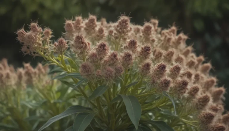 A Comprehensive Guide to Growing and Caring for Common Milkweed