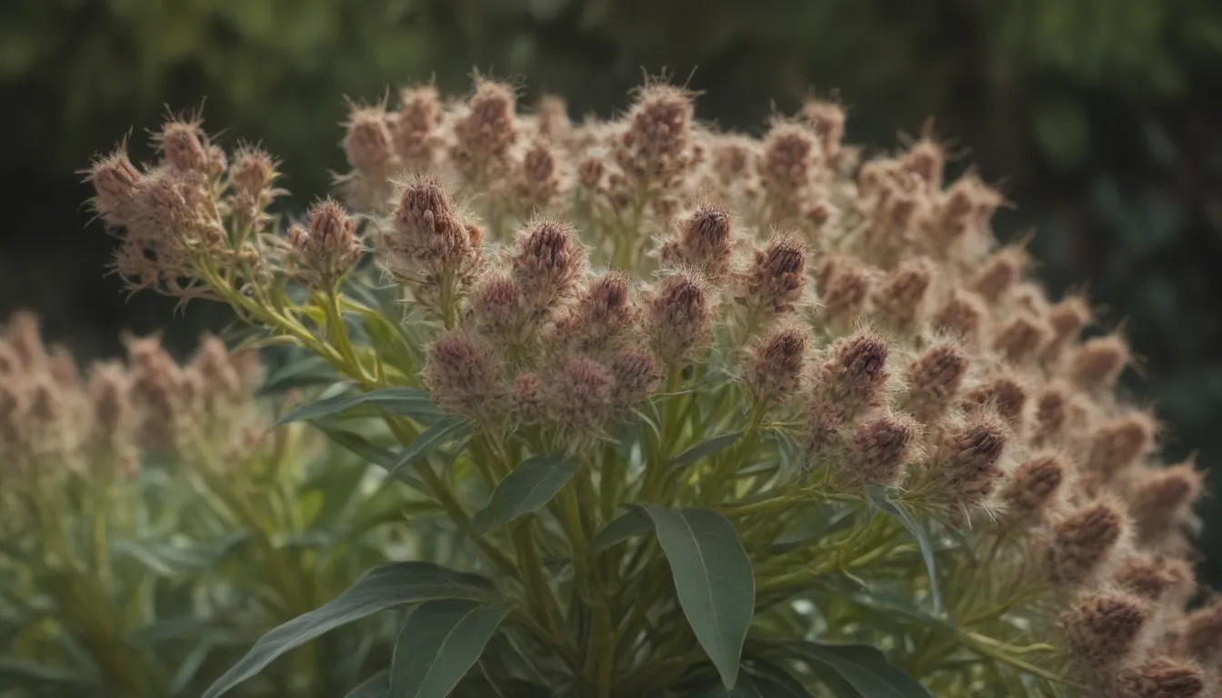 A Comprehensive Guide to Growing and Caring for Common Milkweed