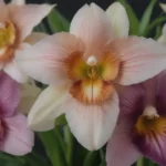 Mastering the Art of Growing and Caring for Miltonia Orchids