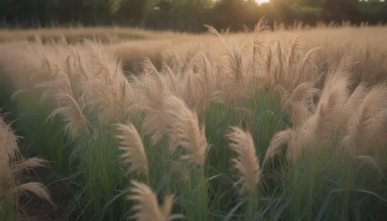 Everything You Need to Know About Growing and Caring for Miscanthus (Silvergrass)