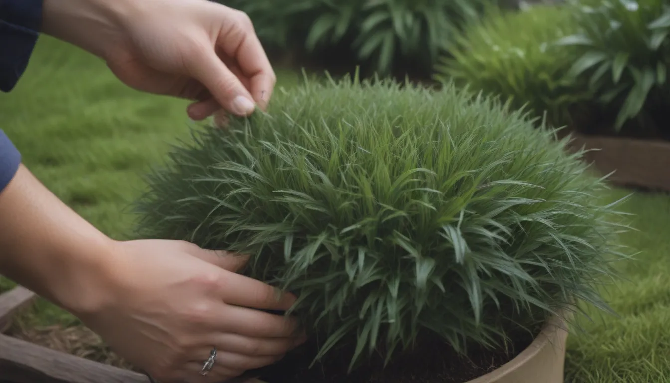 How to Successfully Plant and Grow Mondo Grass in Your Outdoor Space