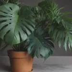 The Ultimate Guide to Growing and Caring for Monstera Acacoyaguensis