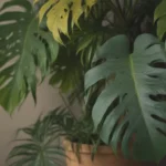 Why Is My Monstera Adansonii Turning Yellow? Explore 5 Common Problems and Solutions