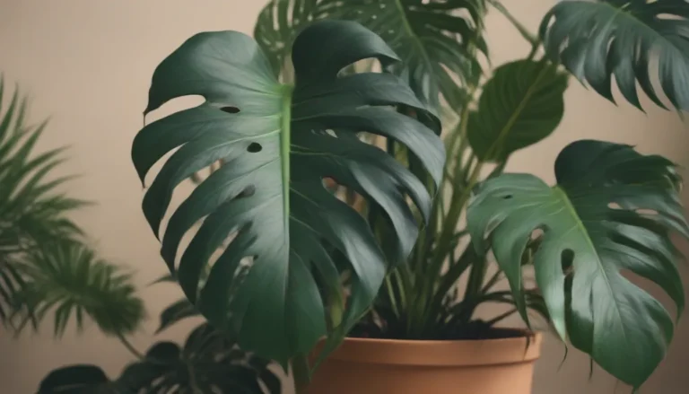 The Ultimate Guide to Growing and Caring for Monstera Albo