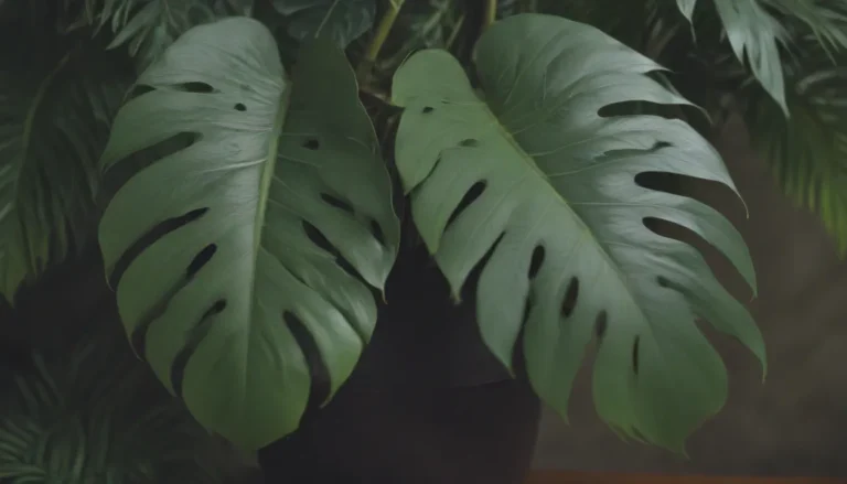 A Comprehensive Guide to Growing and Caring for Monstera Dubia