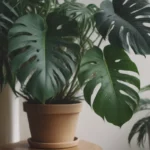 The Ultimate Guide to Growing and Caring for Monstera Esqueleto