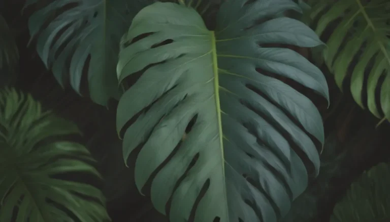 The Ultimate Guide to Monstera Leaves: All You Need to Know for Healthy, Happy Plants