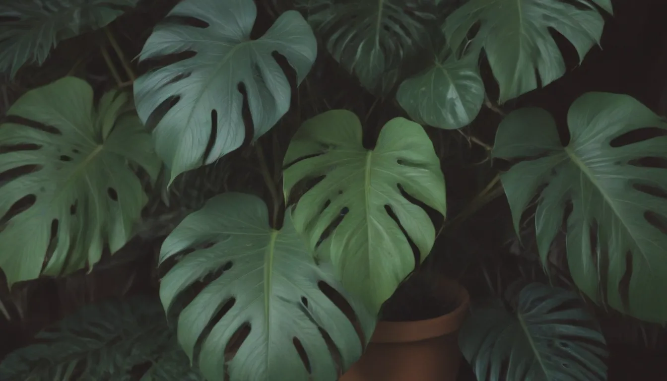 Everything You Need to Know About Growing and Caring for Monstera Lechleriana