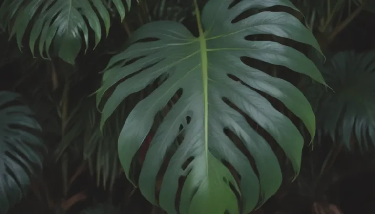 Ultimate Guide to Growing and Caring for Monstera Pinnatipartita