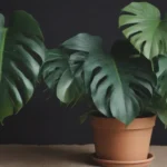 Ultimate Guide to Growing and Caring for Monstera Siltepecana