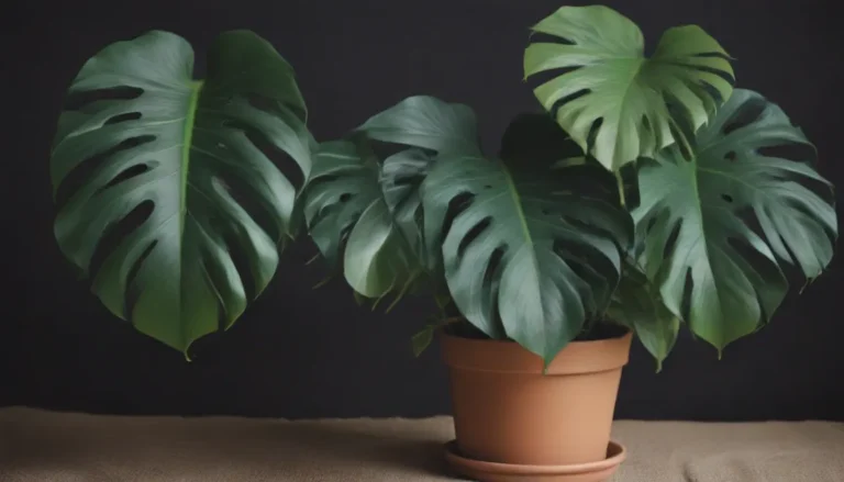 Ultimate Guide to Growing and Caring for Monstera Siltepecana