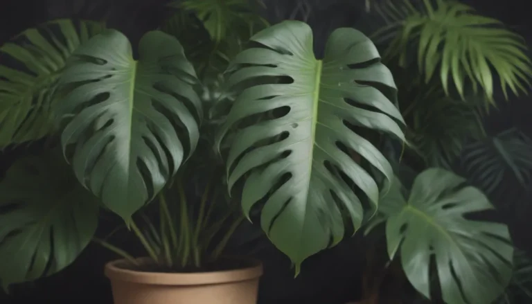 Ultimate Guide to Growing and Caring for Monstera Standleyana Albo