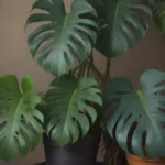 Ultimate Guide to Monstera Subpinnata: Plant Care & Growing Tips