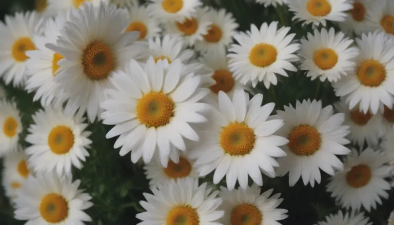 Growing and Caring for Nippon Daisies: A Comprehensive Guide