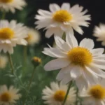 The Ultimate Guide to Growing and Caring for Moonbeam Coreopsis