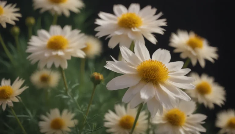 The Ultimate Guide to Growing and Caring for Moonbeam Coreopsis