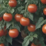 Everything You Need to Know About Growing and Caring for Mortgage Lifter Tomatoes