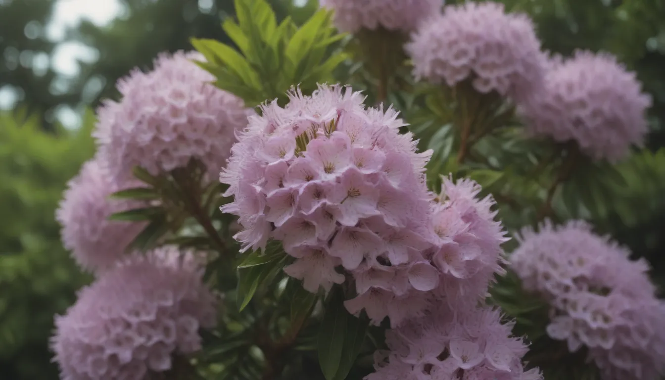 A Complete Guide to Growing and Caring for Mountain Laurel