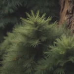 Everything You Need to Know About Growing and Caring for Dwarf Mugo Pine